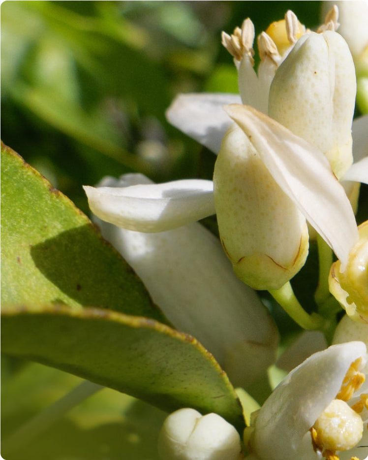 Neroli - What is it?