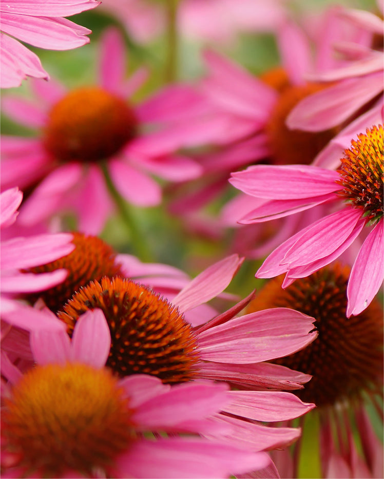Echinacea - What is it?