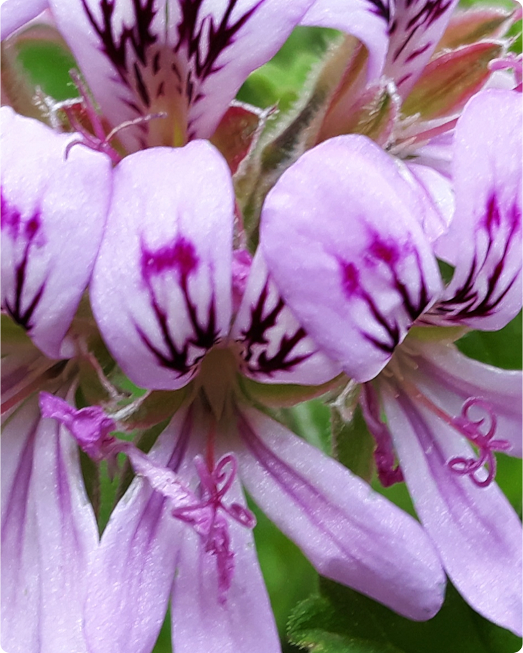 HOW IS GERANIUM OIL MADE? USES, BENEFITS, AND HISTORY OF THE GERANIUM PLANT