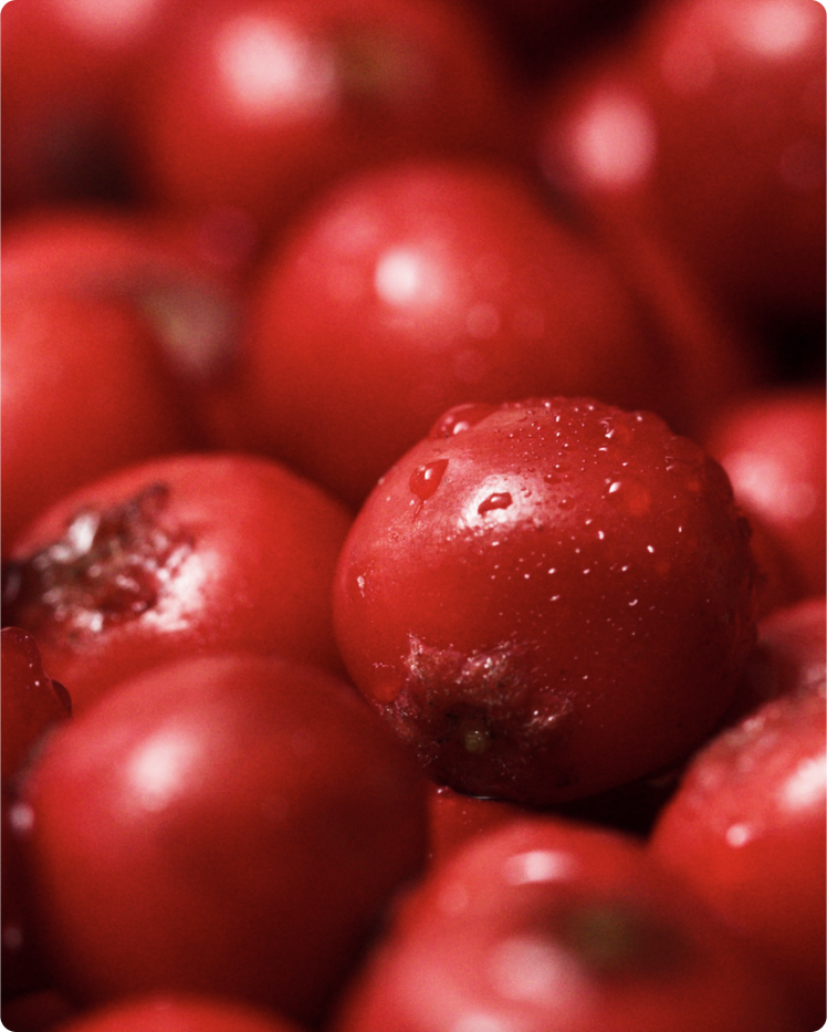 Magnolia Berry - What is it?