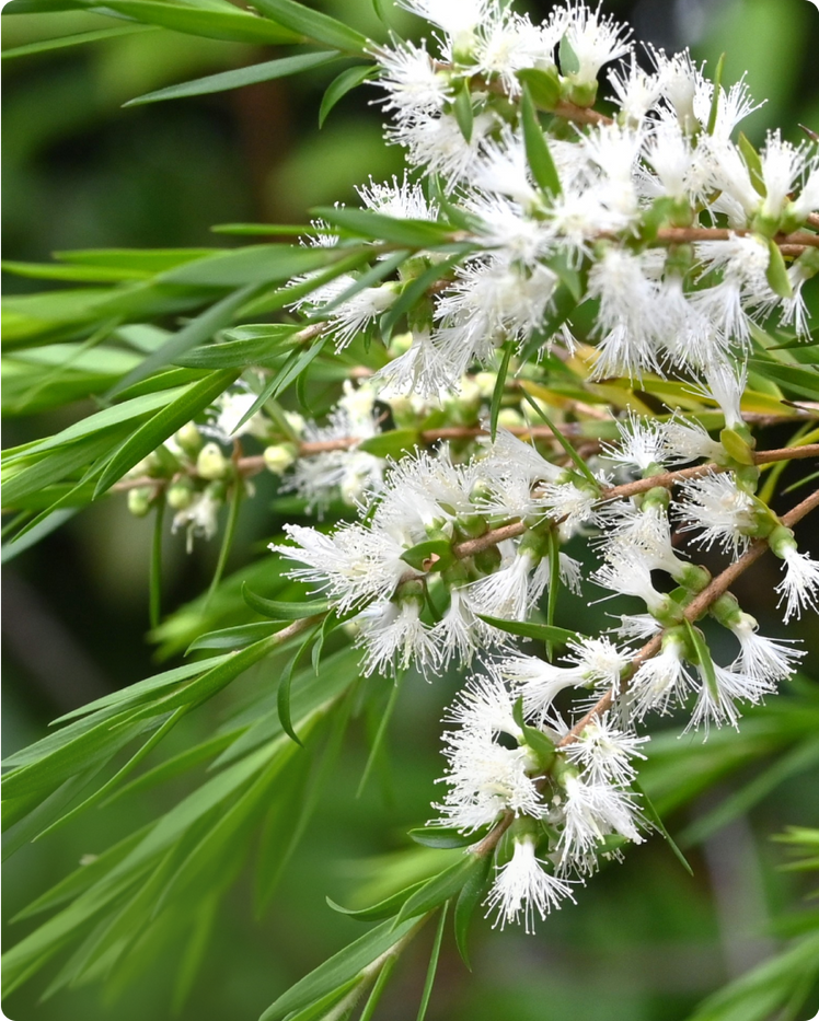 THE BENEFITS, USES, AND HISTORY OF TEA TREE OIL &amp; THE TEA TREE PLANT
