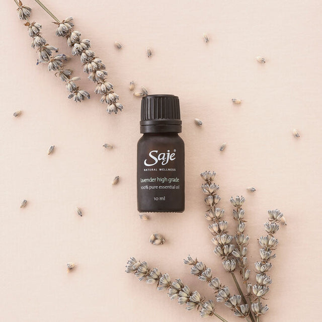 lavender flowers and buds on pink background with a lavender single note essential oil bottle in the middle